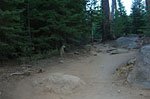 One of many fearless deer. Camped in the woods off Half Dome trailhead and began the 2.4 mile hike up before dawn to beat the heat and the crowds. Heard several groups going up in the dark.