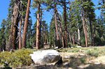 North up the Forsythe Trail into the wilderness. The trails are well maintained. Wherever these giant trees have fallen across trails, they've been sawed to make a clean passage.