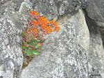 The Sierra has so many species of unique and colorful flowers