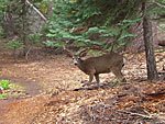 Many fearless deer up here