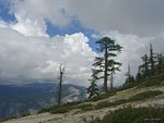 Towering giant Sugar Pine