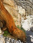 Twisty tree