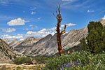 The Sierra gives up the perfect colors one expects from a mountain paradise.