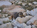 Adorable marmot visits me
