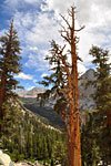 Giant dead trees add color
