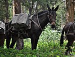 A big mule eyes me suspiciously. He'd been fighting with the mule in front so the cowboy said he hitched him behind that one to teach him a lesson