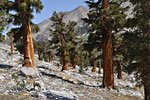 Handsome red trees flourishing in a rugged setting. From the other side, the northern exposure, they are an indistinct shade of brown. 