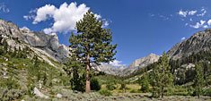 A giant Sugar Pine tree reaching for the clouds