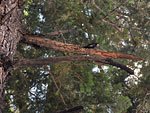 Pileated Woodpecker making a racket
