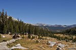 Mule train on the climb to Vogelsang High Sierra Camp