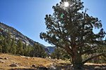 Majestic conifer