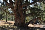 This ancient giant offers a welcome shade break from the hot August sun