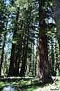 Giant Sugar Pine