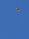 This big, loud hawk taunted me at the top of Black Rock Pass