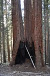 3 huge trees have grown together, each trunk is over 8 ft. wide. A dozen people could stand in the fire-carved cave.