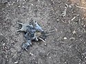 Some predator dropped it's meal of mice in the middle of the trail
