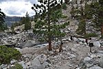 After dozens of crossings over stones, finally a bridge! Evolution Creek at the Piute Creek trail junction, where the JMT leaves Kings Canyon N.P. and enters John Muir Wilderness