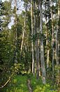 Aspen grove near Quail Meadows