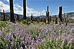 A large burn zone south of Red's Meadow with shoulder high Lupine