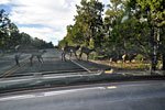 Mule deer are large and in charge. They have no fear of humans or cars and wander nonchalantly through populated areas...