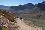 A wrangler leads a mule train up from Phantom Ranch. These aren't little donkeys. They are bigger and stronger than horses. Stock use only the South Kaibab trail, not the Bright Angel trail. This is about the halfway point.