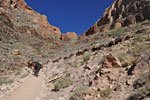 The mules carry all the supplies and food for the park service staff at Phantom Ranch and Bright Angel campground, as well as tourists and their gear. They pack their own feed too, as there's no pasture down there. Coming up must be lighter, but they still haul out trash.