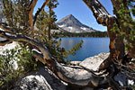 These gnarled trees framed Arrow Peak nicely.