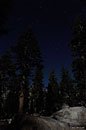A 3/4 moon painted the forest with light in this time exposure