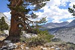 Old growth conifer know which direction to face for sunlight