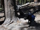 Hiking dog carrying his own pack, his owners in background