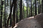 The first miles are a steady break-in climb through shady forest. Lead guide Joe keeps a slow gait so we can adjust to our clunky alpine boots, and the altitude